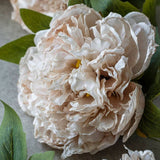 Botanical Peony Evening Dew