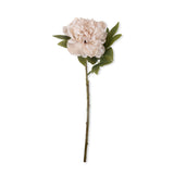 Botanical Peony Evening Dew