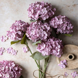 Botanical Hydrangea - Lilac