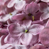 Botanical Hydrangea - Lilac