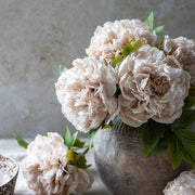 Botanical Peony Evening Dew